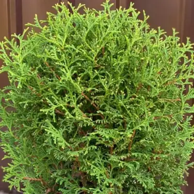 Туя ХОЗЕРИ западная в Осиповичах