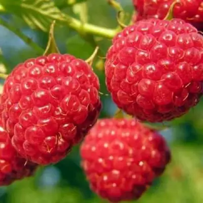 Малина ГЛЕН АМПЛ в Осиповичах