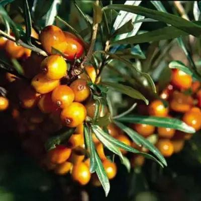 Облепиха ДАР КАЗАКОВУ в Осиповичах