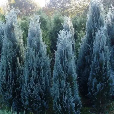 Кипарисовик ДАРТС БЛЮ РИББОН лавсона в Осиповичах