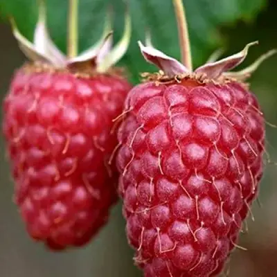 Малина РУБИНОВОЕ ОЖЕРЕЛЬЕ в Осиповичах