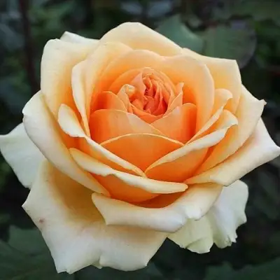 Роза ГЕЙША чайно-гибридная в Осиповичах