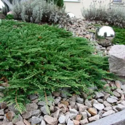 Можжевельник ПРИНЦ ОФ УЭЛЬС горизонтальный в Осиповичах