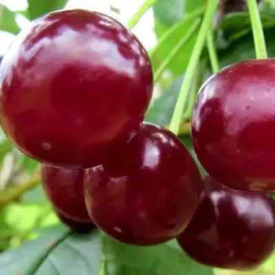 Вишня ГРИОТ БЕЛОРУССКИЙ в Осиповичах