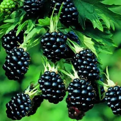 Ежевика КИТАНИНИ бесшипная  в Осиповичах