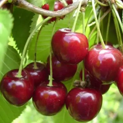 Вишня ХАРИТОНОВСКАЯ в Осиповичах