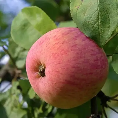 Яблоня МЕЛБА в Осиповичах