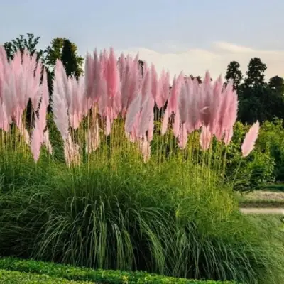 Кортадерия розовая (пампасная трава) в Осиповичах
