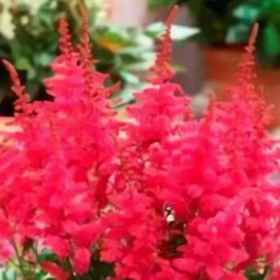 Астильба ЮНИК КАРМИН гибридная в Осиповичах