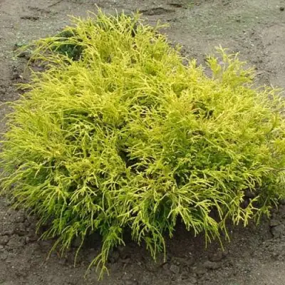 Кипарисовик ГОЛДЕН МОП горохоплодный в Осиповичах