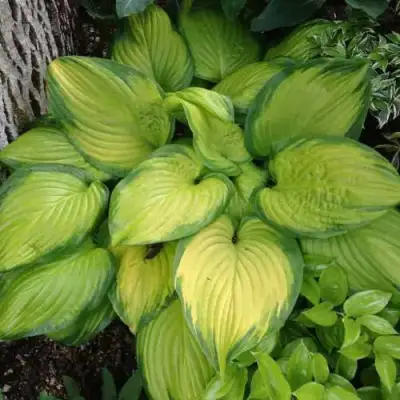 Хоста СТЕЙНД ГЛАСС гибридная в Осиповичах