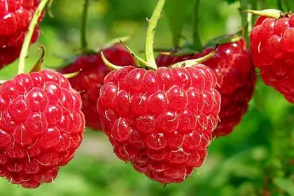 Сорта ягодных кустарников - Малина