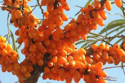 Сорта ягодных кустарников - Облепиха