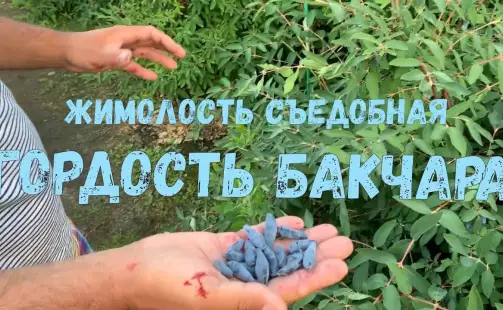 Превью видео