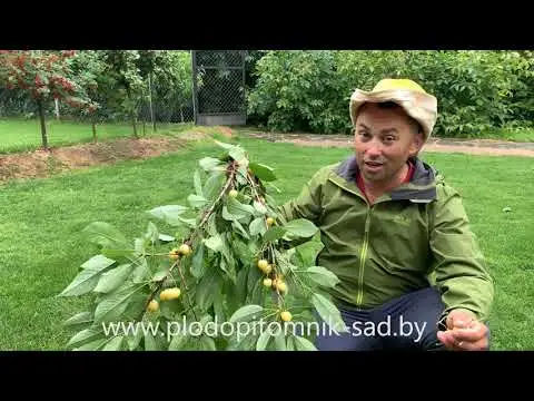 Превью видео