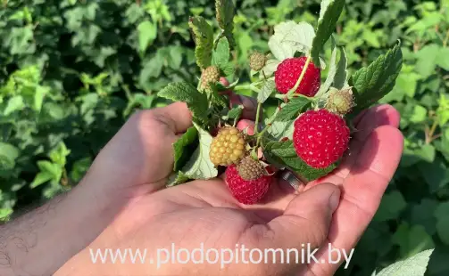 Превью видео