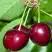 Черешня ВАСИЛИСА в Осиповичах