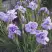 Ирис ИМПЕРИАЛ ОПАЛ сибирский в Осиповичах