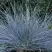 Овсяница АЙСФОГЕЛЬ сизая в Осиповичах