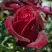 Роза ПАПА МЕЙЯН чайно-гибридная в Осиповичах