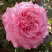 Роза ЭШЛИ чайно-гибридная в Осиповичах