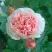 Роза ФИЛИНГ чайно-гибридная в Осиповичах