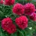 Пион БЕЛГРАВИЯ травянистый в Осиповичах