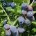 Жимолость съедобная БЛУ ТРЕЖЭ (ГОЛУБОЕ СОКРОВИЩЕ) в Осиповичах