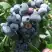 Голубика КРОЭТЭН в Осиповичах