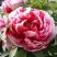 Пион РЕД ВИЗ ПИНК древовидный в Осиповичах