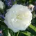 Роза АЛАБАСТЕР флорибунда в Осиповичах