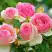 Роза ПЬЕР ДЕ РОНСАР плетистая в Осиповичах