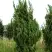 Можжевельник КАЙЗУКА китайский в Осиповичах