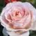Роза АНДРЕ ЛЕ НОТР чайно-гибридная в Осиповичах