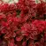 Барбарис РЕД ХОТ ЧИЛИ тунберга в Осиповичах