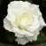 Роза МОНДИАЛЬ чайно-гибридная в Осиповичах