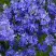 Вероника РОЯЛ БЛЮ большая в Осиповичах