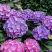 Гортензия ГАМБУРГ крупнолистная в Осиповичах