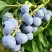 Голубика БЛЮДЖЕЙ в Осиповичах