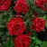 Роза РЕД ИНТУИШН чайно-гибридная в Осиповичах