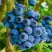 Голубика РЕКА в Осиповичах