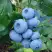 Голубика ТОРО в Осиповичах