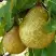 Груша ГЕНЕРАЛ ЛЕКЛЕРК в Осиповичах