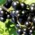 Смородина чёрная ДЕЛИКАТЕСНАЯ в Осиповичах