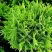 Туя ДАНИКА западная в Осиповичах