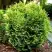 Туя ВОТЕРФИЛД западная в Осиповичах