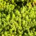 Очиток (седум) ЙЕЛЛОУ КВИН едкий в Осиповичах