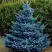 Ель МАДЖЕСТИК БЛЮ колючая в Осиповичах