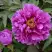 Пион ЛИЛОВАЯ ФАНТАЗИЯ древовидный в Осиповичах