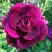 Роза БУРГУНДИ АЙС флорибунда в Осиповичах